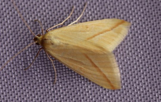 Cyclophora linearia. Clay Triple-lines.