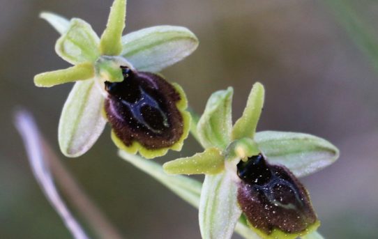 Ophrys sphegodes ssp. zeusii