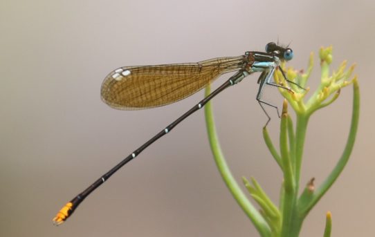 Allocnemis leucosticta. Goldtail.