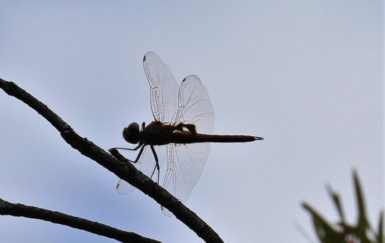 Tramea basilaris. Keyhole Glider.