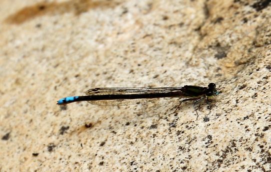 Elattoneura frenulata. Sooty Threadtail.