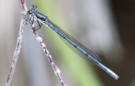 Pseudagrion draconis. Mountain Sprite.