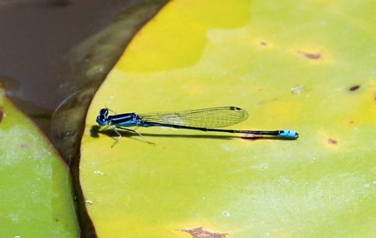 Azuragrion nigridorsum. Sailing Bluet.