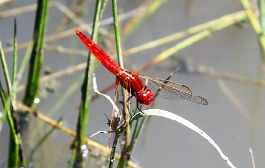 Crocothemis erythraea. Broad Scarlet.