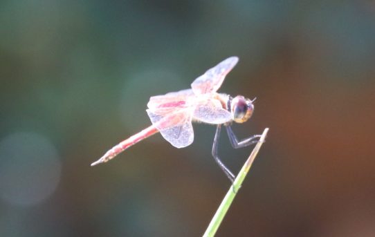 Crocothemis sanguinolenta. Little Scarlet.