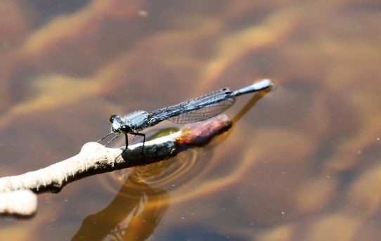 Pseudagrion furcigerum. Palmiet Sprite.