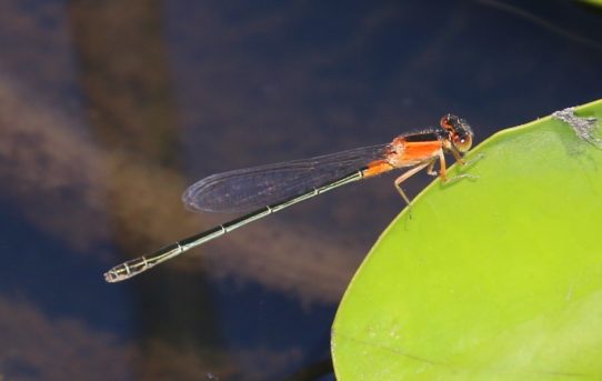 Ischnura senegalensis. Tropical Bluetail.