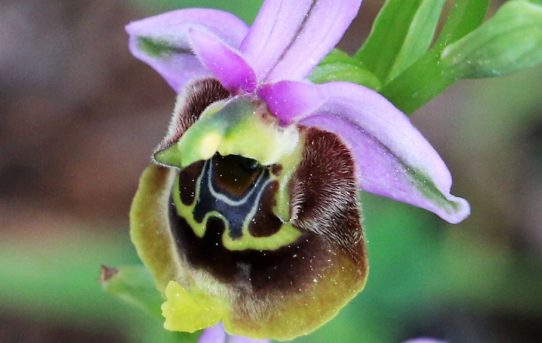 Ophrys holoserica ssp. helios