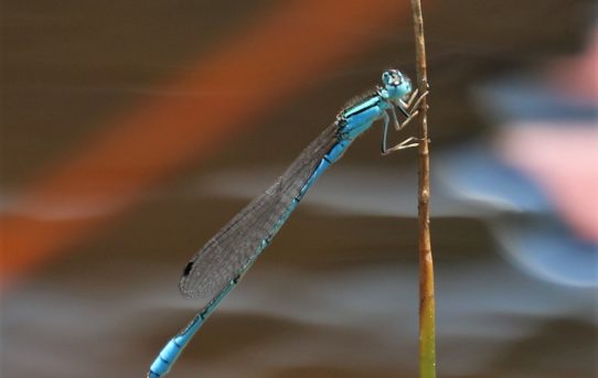 Africallagma glaucum. Swamp Bluet.