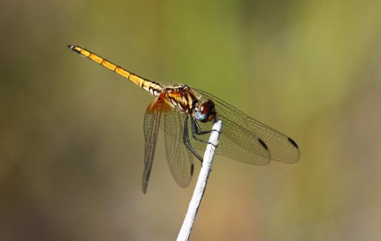 Trithemis pluvialis. Russet Dropwing.