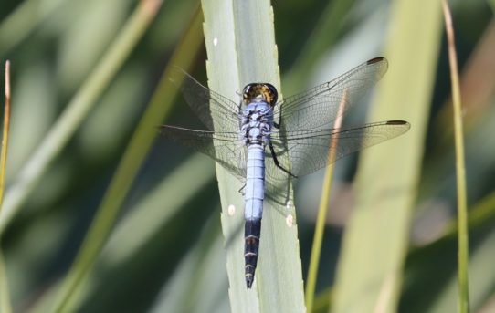 Nesciothemis farinosa. Eastern Blacktail.