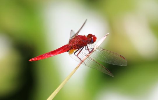 Sympetrum fonscolombii. Nomad.