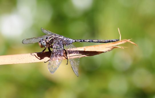 Orthetrum trinacria. Long Skimmer.