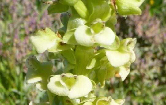 Satyrium odorum.