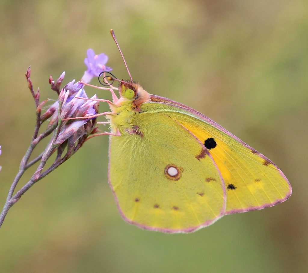 Colias electo electo. African Clouded Yellow. | Pieridae (Whites ...