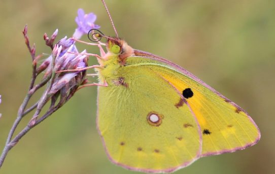 Colias electo electo. African Clouded Yellow.