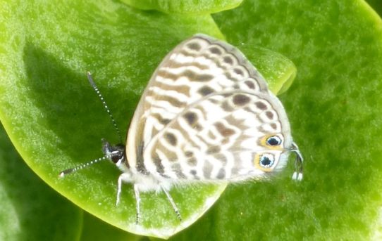 Leptotes pulchra. Sesbania Blue.