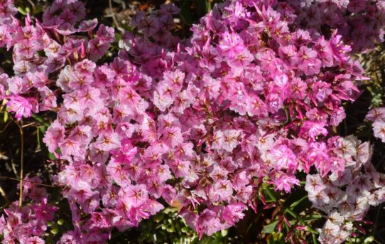 Limonium purpuratum.