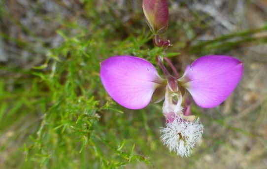 Podalyria myrillifolia.