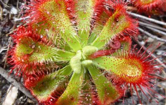 Drosera cistiflora.