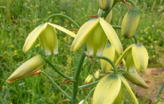 Ornithogalum graminifolium.