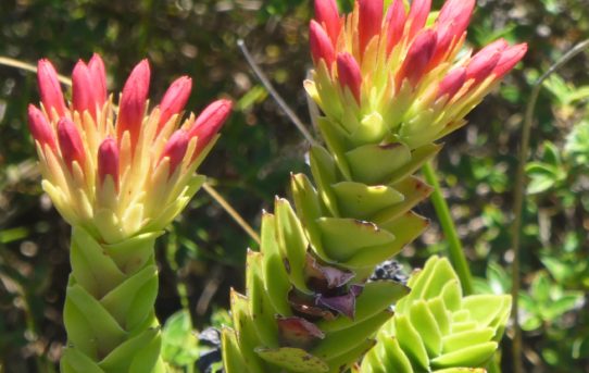 Crassula coccinea.