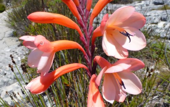 Watsonia fourcadei.