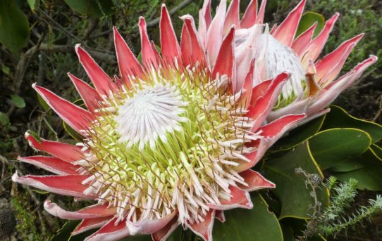 Protea cynaroides. King protea.