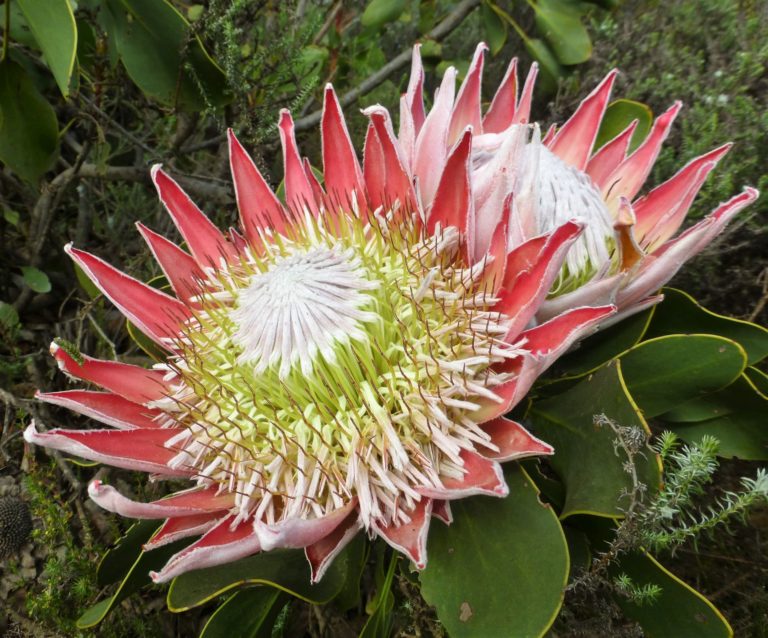 Protea cynaroides. King protea. | Flora, Proteaceae (Proteas)