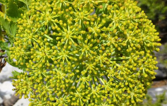 Peucedanum galbanum.