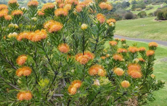 Leucospermum erubescans.