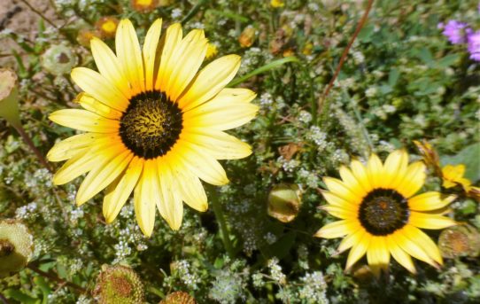 Arctotheca calendula.