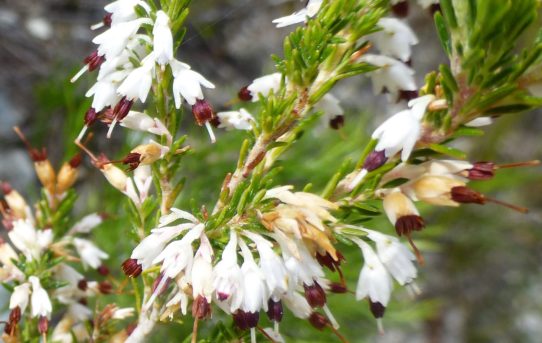 Erica imbricata.