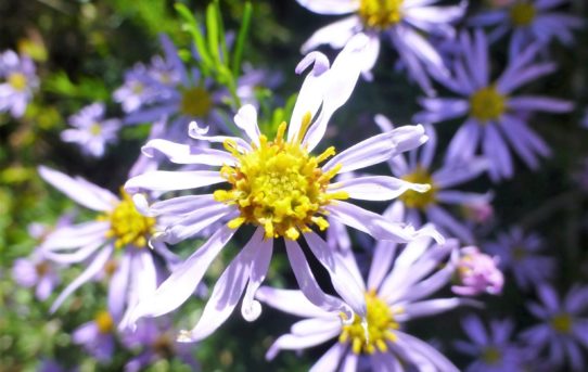 Felicia hyssopifolia.