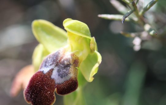 Ophrys fusca ssp.cressa.