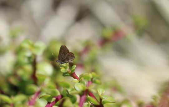 Cacyreus marshalli. Geranium Bronze.