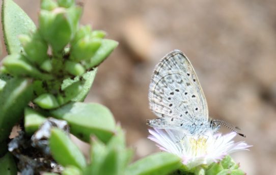 Zizeeria knysna. Sooty Blue.