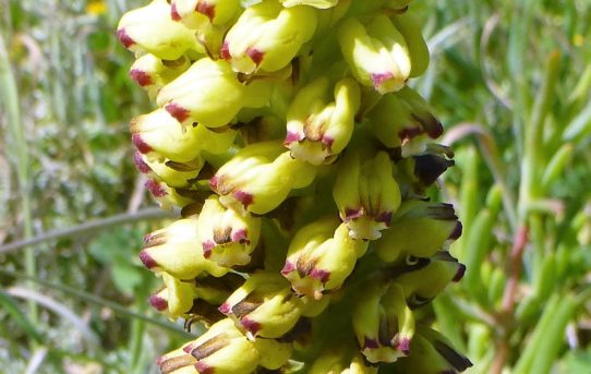 Lachenalia pallida.