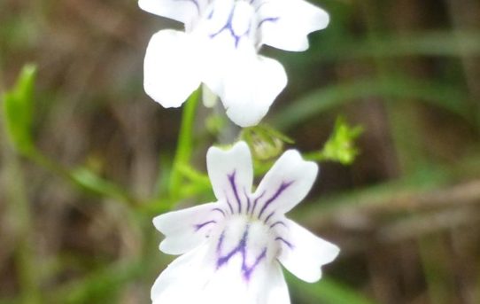 Nemesia diffusa.