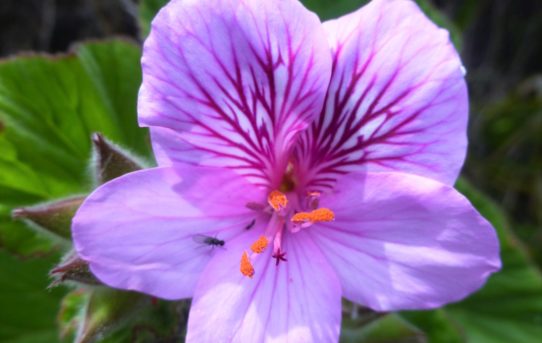 Pelargonium cucullatum.