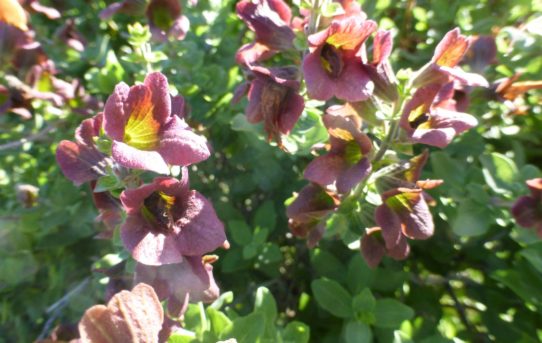 Salvia africana-lutea.