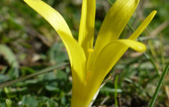 Sternbergia lutea. Common Sternbergia.