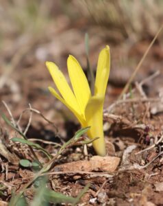 Sternbergia lutea.