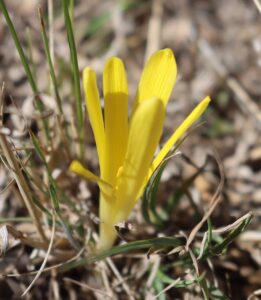 Sternbergia lutea.