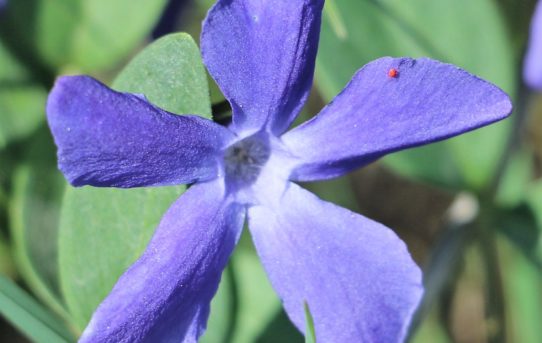 Vinca difformis. Intermediate Periwinkle.