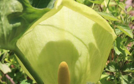 Arum italicum. Large Cuckoo Pint..