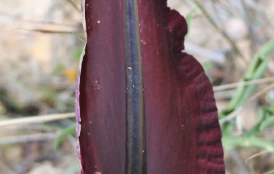 Dracunculus vulgaris. Common Dragon Arum.