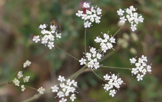 Pimpinella tragium.