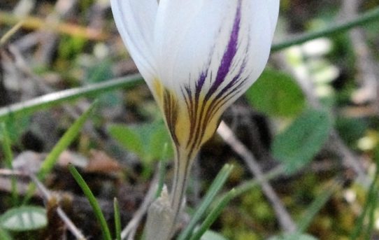 Crocus hadriaticus.