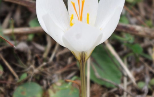 Crocus cancellatus.